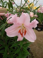 [4230 Pianella No02.JPG]